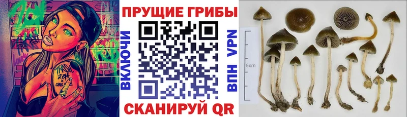 Галлюциногенные грибы мухоморы  мега ТОР  Щигры  что такое  